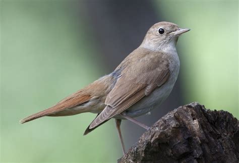 死鳥|サヨナキドリ (さよなきどり)とは【ピクシブ百科事典】